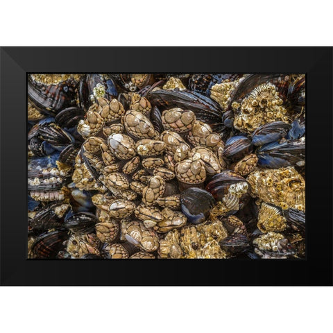 Oregon-Bandon Beach Barnacles and mussels close-up  Black Modern Wood Framed Art Print by Jaynes Gallery