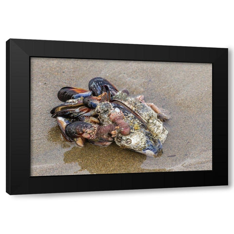Oregon-Bandon Beach Clump of mollusk and other shells on beach  Black Modern Wood Framed Art Print with Double Matting by Jaynes Gallery