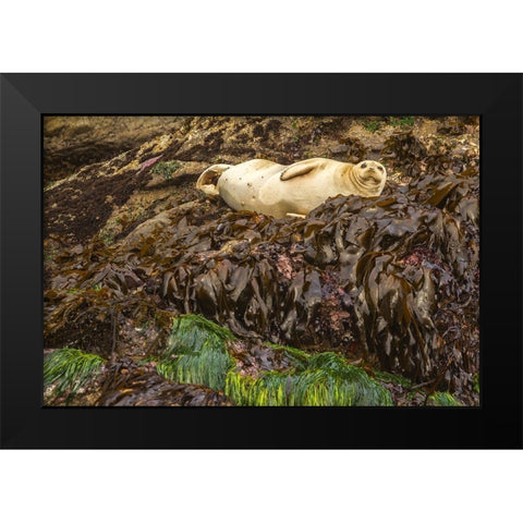 Oregon-Bandon Beach Harbor seal and beach kelp  Black Modern Wood Framed Art Print by Jaynes Gallery
