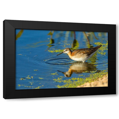 Oregon-Harney County-Female phalarope feeding  Black Modern Wood Framed Art Print by Jaynes Gallery