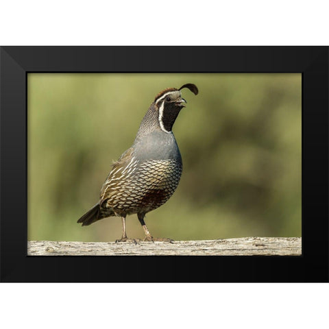 Oregon-Harney County-California quail Black Modern Wood Framed Art Print by Jaynes Gallery