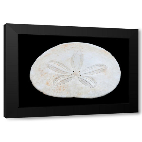 Oregon Sand dollar close-up Black Modern Wood Framed Art Print by Jaynes Gallery