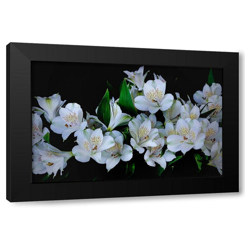 Oregon-Coos Bay White Peruvian lilies close-up Black Modern Wood Framed Art Print by Jaynes Gallery