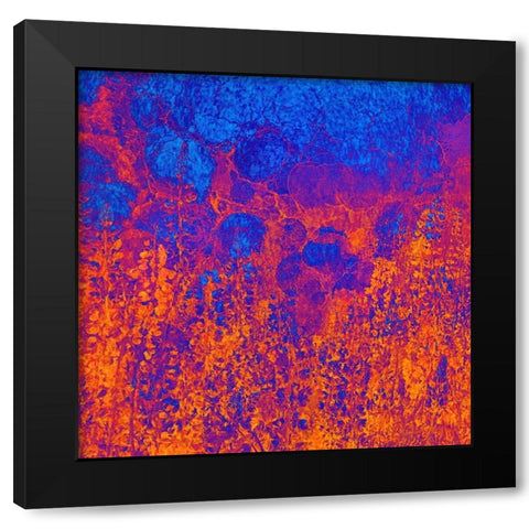 California-Redwood National Park Abstract of lupine flowers and tan oak in fog Black Modern Wood Framed Art Print by Jaynes Gallery