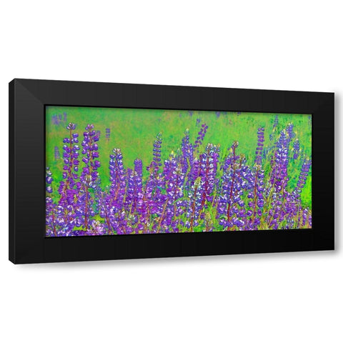 California-Redwood National Park Abstract of lupine flowers Black Modern Wood Framed Art Print with Double Matting by Jaynes Gallery