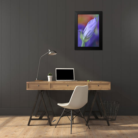 Oregon-Portland Close-up of lisianthus flower bud Black Modern Wood Framed Art Print by Jaynes Gallery