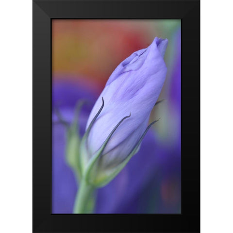 Oregon-Portland Close-up of lisianthus flower bud Black Modern Wood Framed Art Print by Jaynes Gallery