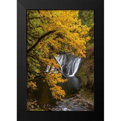 USA-Oregon-Silver Falls State Park Lower South Falls waterfall landscape Black Modern Wood Framed Art Print by Jaynes Gallery