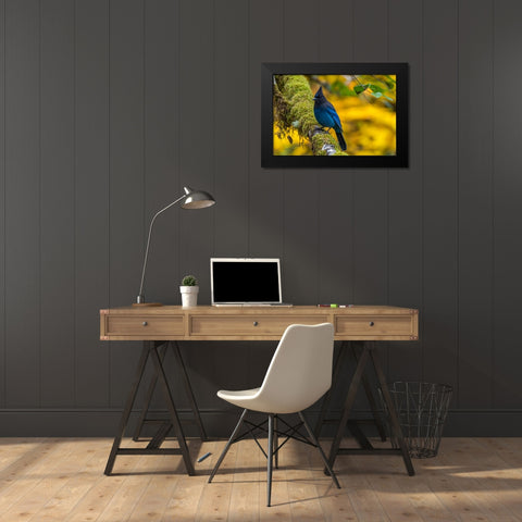 USA-Oregon-Silver Falls State Park Stellers jay on branch Black Modern Wood Framed Art Print by Jaynes Gallery