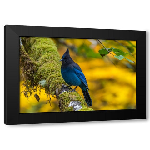 USA-Oregon-Silver Falls State Park Stellers jay on branch Black Modern Wood Framed Art Print by Jaynes Gallery