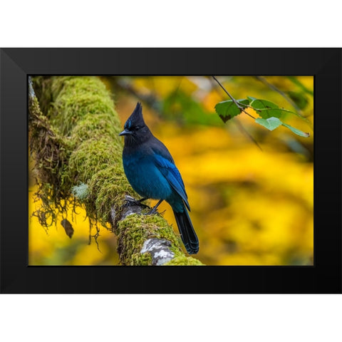 USA-Oregon-Silver Falls State Park Stellers jay on branch Black Modern Wood Framed Art Print by Jaynes Gallery