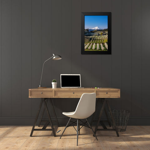 Fruit orchards in full bloom with Mount Adams in Hood River-Oregon-USA Black Modern Wood Framed Art Print by Haney, Chuck