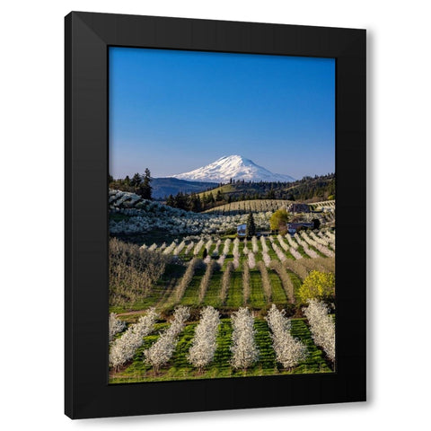 Fruit orchards in full bloom with Mount Adams in Hood River-Oregon-USA Black Modern Wood Framed Art Print with Double Matting by Haney, Chuck