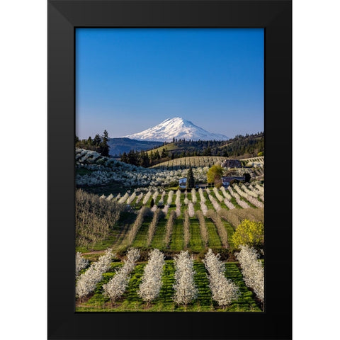 Fruit orchards in full bloom with Mount Adams in Hood River-Oregon-USA Black Modern Wood Framed Art Print by Haney, Chuck