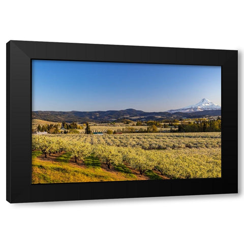 Fruit orchards in full bloom with Mount Hood in Hood River-Oregon-USA Black Modern Wood Framed Art Print with Double Matting by Haney, Chuck