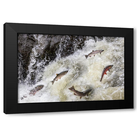 Spawning Coho salmon swimming upstream on the Nehalem River in the Tillamook State Forest-Oregon-USA Black Modern Wood Framed Art Print with Double Matting by Haney, Chuck