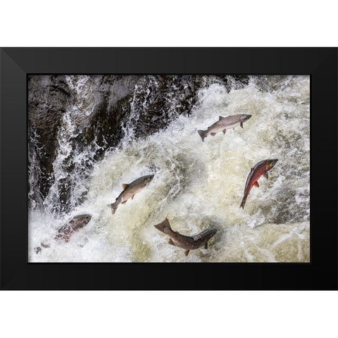 Spawning Coho salmon swimming upstream on the Nehalem River in the Tillamook State Forest-Oregon-USA Black Modern Wood Framed Art Print by Haney, Chuck