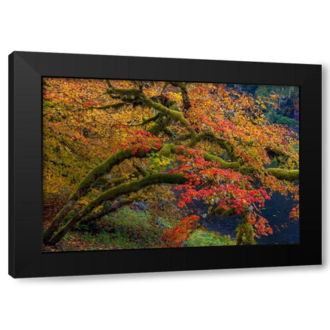 Colorful autumn maples along Humbug Creek in Clatsop County-Oregon-USA Black Modern Wood Framed Art Print by Haney, Chuck