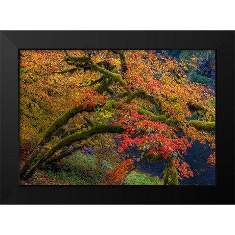 Colorful autumn maples along Humbug Creek in Clatsop County-Oregon-USA Black Modern Wood Framed Art Print by Haney, Chuck