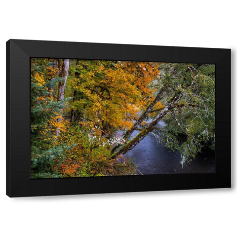 Colorful autumn maples along Humbug Creek in Clatsop County-Oregon-USA Black Modern Wood Framed Art Print with Double Matting by Haney, Chuck