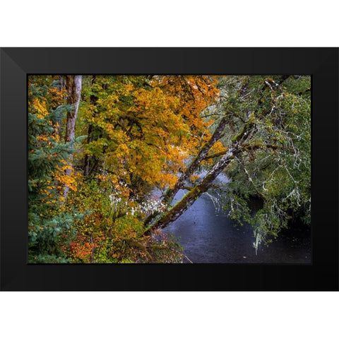 Colorful autumn maples along Humbug Creek in Clatsop County-Oregon-USA Black Modern Wood Framed Art Print by Haney, Chuck