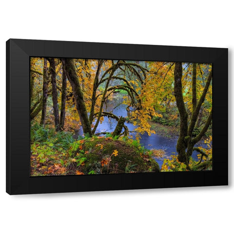 Colorful autumn maples along Humbug Creek in Clatsop County-Oregon-USA Black Modern Wood Framed Art Print by Haney, Chuck