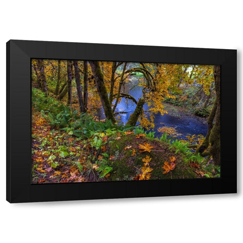 Colorful autumn maples along Humbug Creek in Clatsop County-Oregon-USA Black Modern Wood Framed Art Print with Double Matting by Haney, Chuck