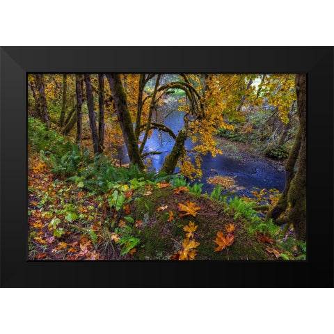 Colorful autumn maples along Humbug Creek in Clatsop County-Oregon-USA Black Modern Wood Framed Art Print by Haney, Chuck