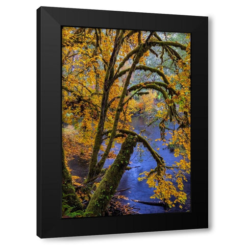 Colorful autumn maples along Humbug Creek in Clatsop County-Oregon-USA Black Modern Wood Framed Art Print by Haney, Chuck