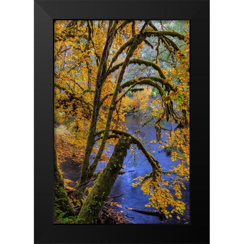 Colorful autumn maples along Humbug Creek in Clatsop County-Oregon-USA Black Modern Wood Framed Art Print by Haney, Chuck