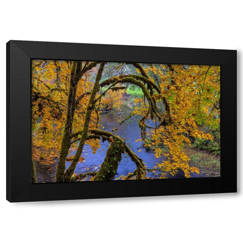 Colorful autumn maples along Humbug Creek in Clatsop County-Oregon-USA Black Modern Wood Framed Art Print by Haney, Chuck