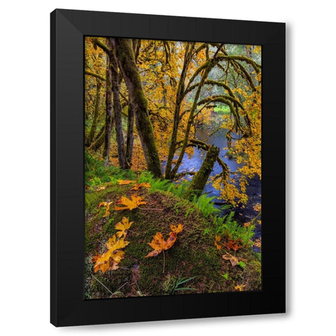 Colorful autumn maples along Humbug Creek in Clatsop County-Oregon-USA Black Modern Wood Framed Art Print by Haney, Chuck