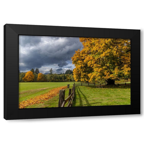 Maple tree and fence at Jewell Meadows Wildlife Area near Jewell-Oregon-USA Black Modern Wood Framed Art Print by Haney, Chuck
