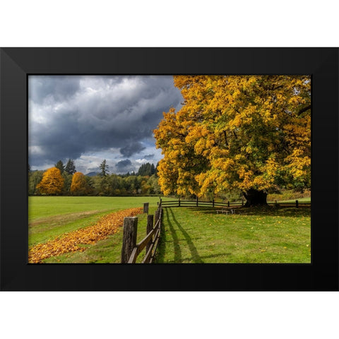 Maple tree and fence at Jewell Meadows Wildlife Area near Jewell-Oregon-USA Black Modern Wood Framed Art Print by Haney, Chuck