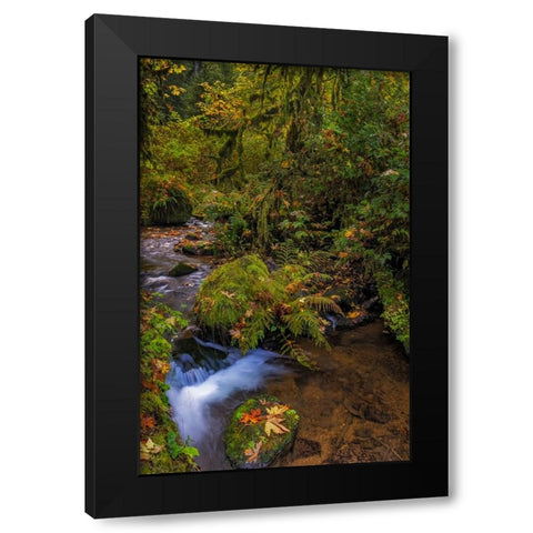 Bigtooth Maple leaves in autumn along Munson Creek near Tillamook-Oregon-USA Black Modern Wood Framed Art Print by Haney, Chuck
