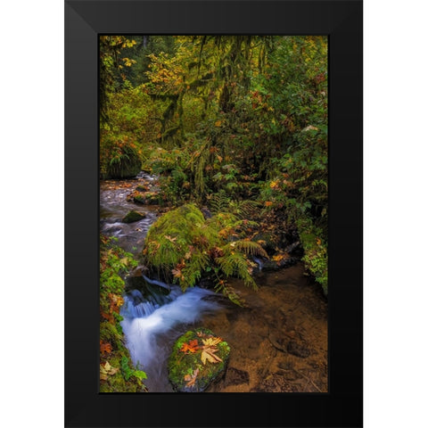Bigtooth Maple leaves in autumn along Munson Creek near Tillamook-Oregon-USA Black Modern Wood Framed Art Print by Haney, Chuck