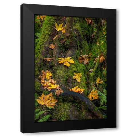 Bigtooth Maple leaves in autumn along Munson Creek near Tillamook-Oregon-USA Black Modern Wood Framed Art Print by Haney, Chuck