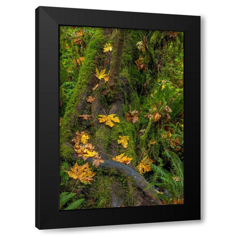 Bigtooth Maple leaves in autumn along Munson Creek near Tillamook-Oregon-USA Black Modern Wood Framed Art Print by Haney, Chuck