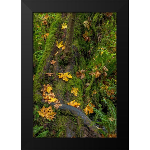 Bigtooth Maple leaves in autumn along Munson Creek near Tillamook-Oregon-USA Black Modern Wood Framed Art Print by Haney, Chuck