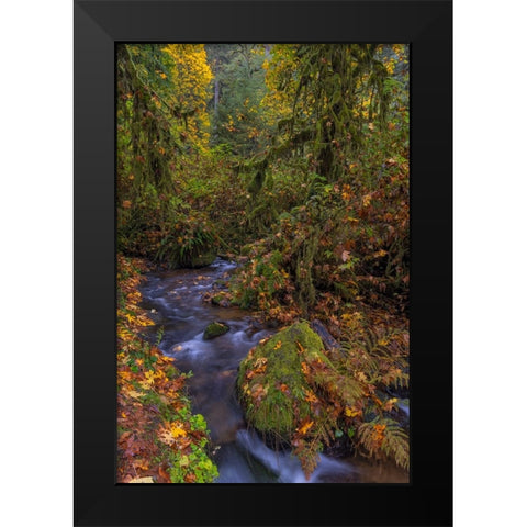Munson Creek Falls State Natural Site in autumn near Tillamook-Oregon-USA Black Modern Wood Framed Art Print by Haney, Chuck