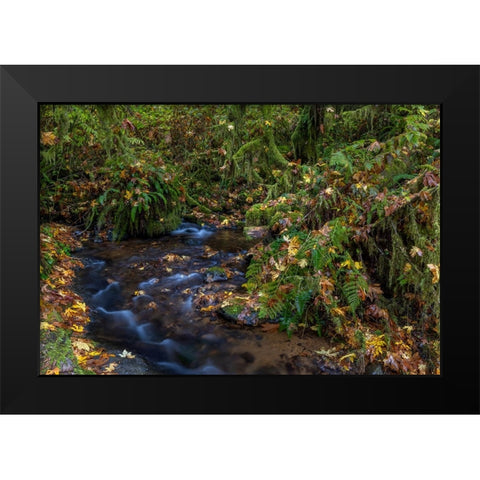 Munson Creek Falls State Natural Site in autumn near Tillamook-Oregon-USA Black Modern Wood Framed Art Print by Haney, Chuck