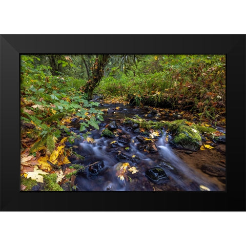 Munson Creek Falls State Natural Site in autumn near Tillamook-Oregon-USA Black Modern Wood Framed Art Print by Haney, Chuck