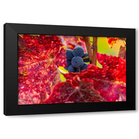 Mature pinot noir grapes on the vine at Yamhill Valley Vineyards near McMinnville-Oregon-USA Black Modern Wood Framed Art Print with Double Matting by Haney, Chuck