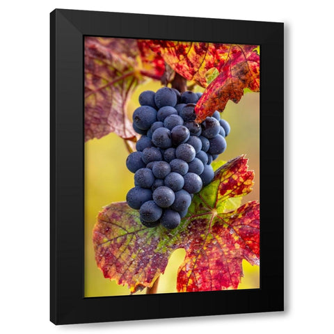 Mature pinot noir grapes on the vine at Yamhill Valley Vineyards near McMinnville-Oregon-USA Black Modern Wood Framed Art Print with Double Matting by Haney, Chuck