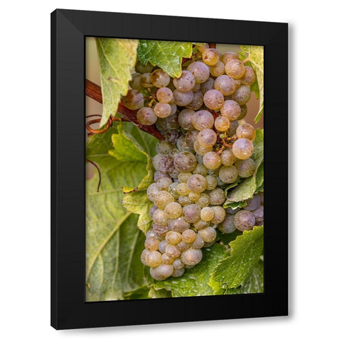 Mature Riesling grapes on the vine at Yamhill Valley Vineyards near McMinnville-Oregon-USA Black Modern Wood Framed Art Print by Haney, Chuck