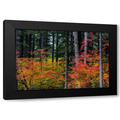 Vine Maple trees in autumn at Silver Falls State Park near Silverton-Oregon-USA Black Modern Wood Framed Art Print by Haney, Chuck