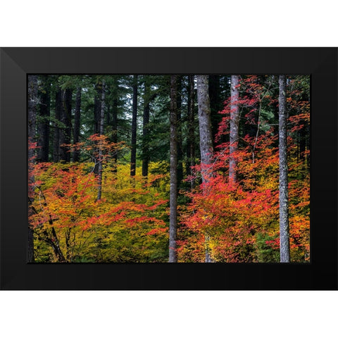 Vine Maple trees in autumn at Silver Falls State Park near Silverton-Oregon-USA Black Modern Wood Framed Art Print by Haney, Chuck