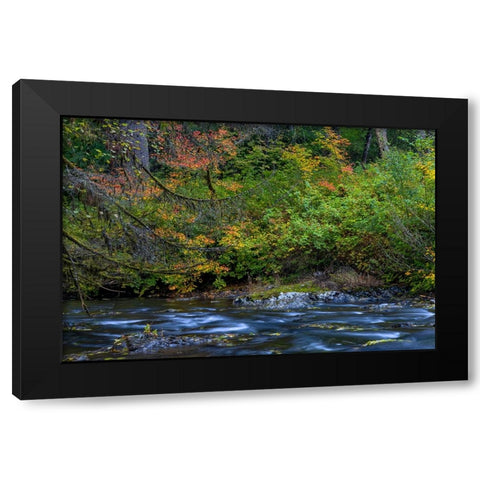 Vine maple in autumn over the North Fork of Silver Creek at Silver Falls State Park near Sublimity Black Modern Wood Framed Art Print by Haney, Chuck