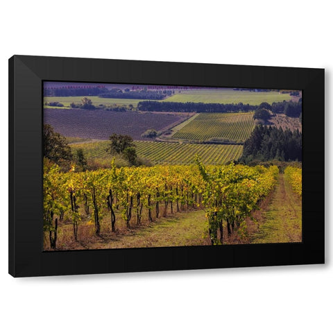 Vineyards at Yamhill Valley Vineyards near McMinnville-Oregon-USA Black Modern Wood Framed Art Print with Double Matting by Haney, Chuck