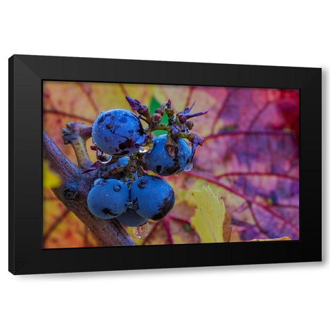 Ripe Pinot Noir grapes on the vine at Yamhill Valley Winery in McMinnville-Oregon-USA Black Modern Wood Framed Art Print with Double Matting by Haney, Chuck